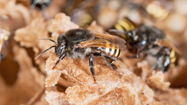 Con miel de melipona, científicos buscan sustituir envoltorios de plástico para alimentos