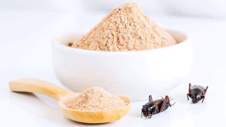 Nutrinsectos apuesta por la producción de harina de grillo