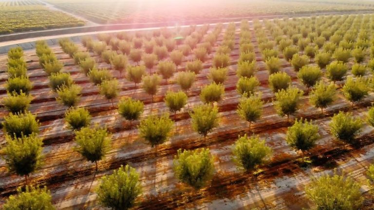 Objetivos 2025: Almond Board of California compromete con mejora continua
