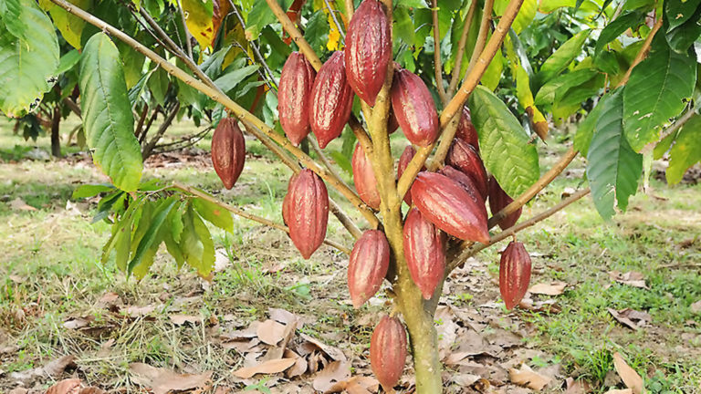 El cambio climático acabará con el chocolate: científicos calculan una fecha