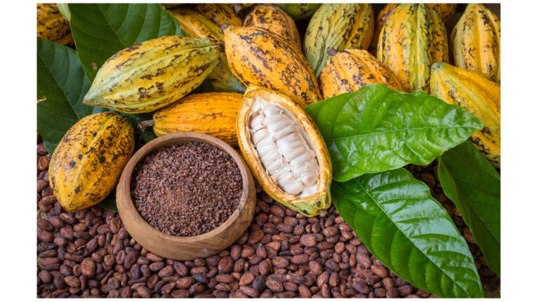 Nestlé quiere que el 40 % del cacao que utiliza en México sea nacional