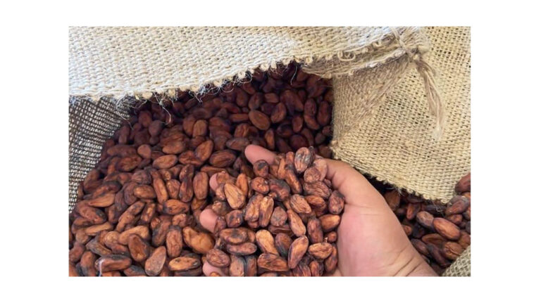 México debe aprovechar crecimiento de demanda chocolatera y fomentar cultivo del cacao