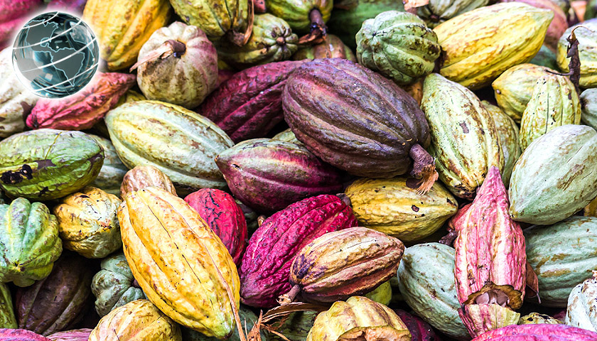 Mexican cocoa: quality and flavor that captivates the market