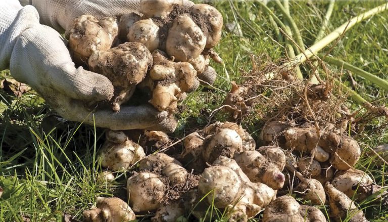 Poner la salud primero con fibras de raíz de achicoria