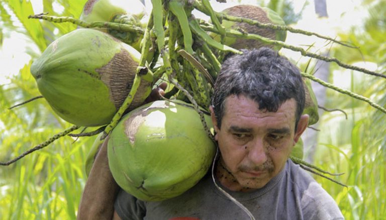 México, líder en Mejoramiento Genético de Palma de Coco: Agricultura