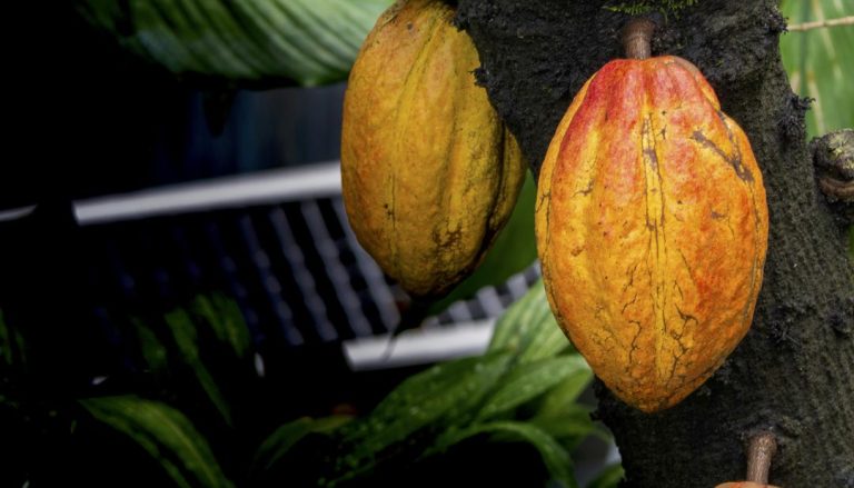 España logra su primera cosecha de cacao