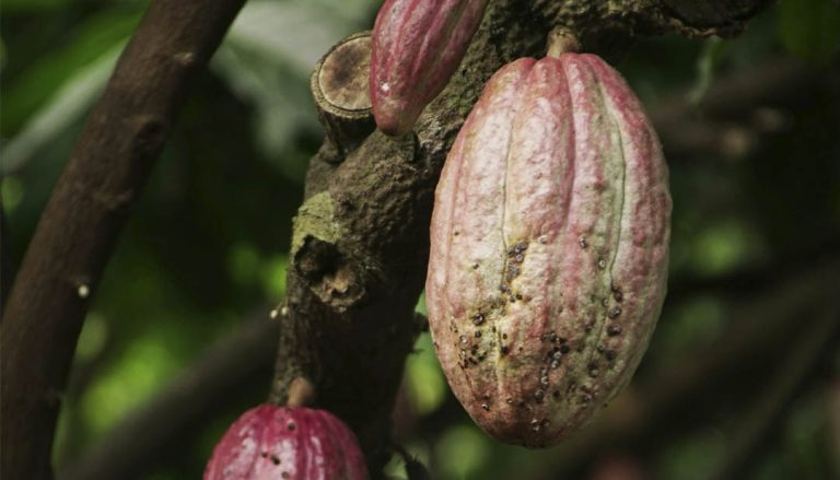 Encarece el cacao al chocolate